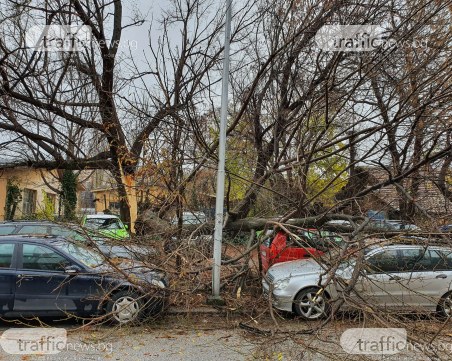 Дърво се разцепи и падна върху 4 коли в Пловдив