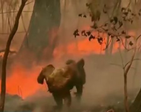 Коалата, заради която жена рискува живота си, не е оцеляла