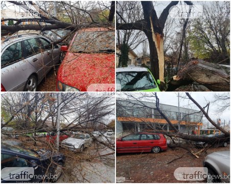 Собственици на премазаните коли в Пловдив: Дървото се вижда, че е изгнило! Останахме без автомобили