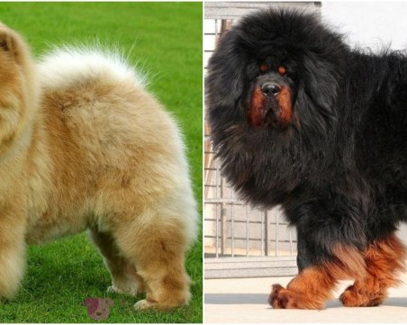 Мастиф нападна чау-чау на метри от Столична община