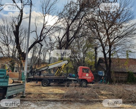 Режат дървото, смачкало няколко коли в Пловдив. Щетите - само при застраховател
