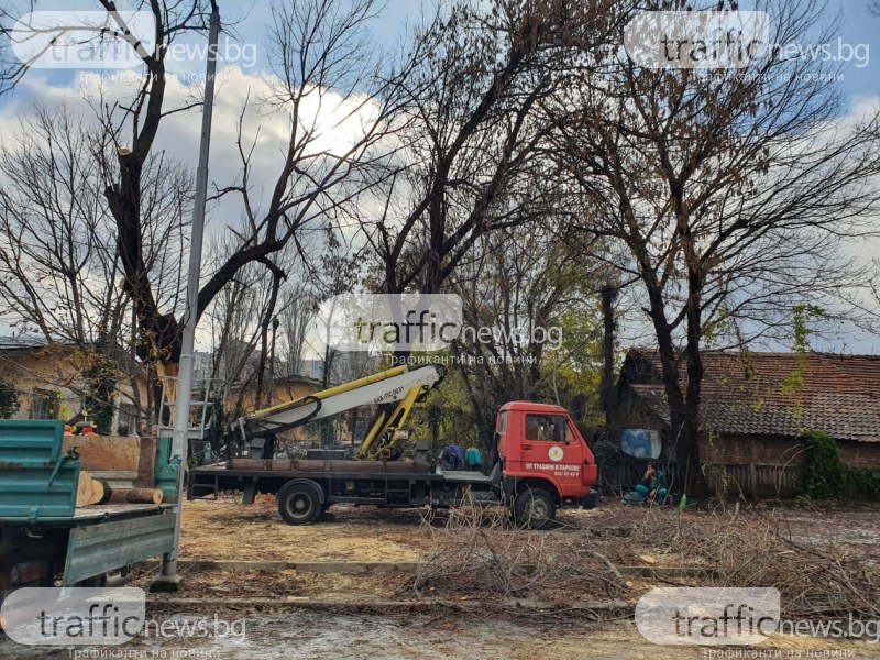 Режат дървото, смачкало няколко коли в Пловдив. Щетите - само при застраховател