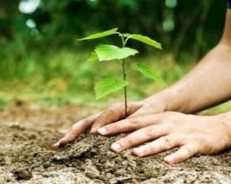 Асеновградчани садят 