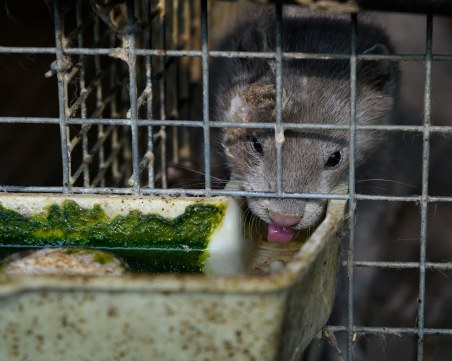 В Световния петък без кожи: Флашмоб пред парламента иска забрана на фермите за норки