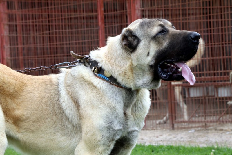 Кангали изяждат ловни кучета в Родопите, вече няколко са убити