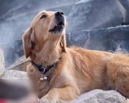 Кучета герои спасяват затрупани хора сред отломките в Албания