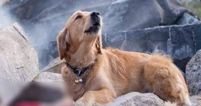 Кучета герои спасяват затрупани хора сред отломките в Албания