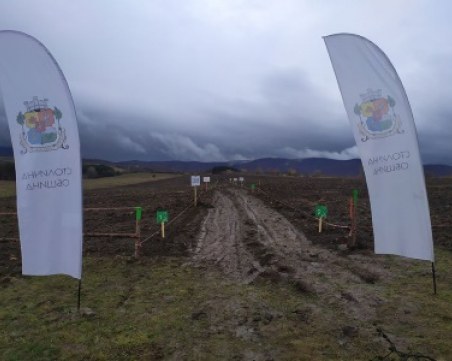 82 000 фиданки са засадени в Новата гора на София, залесяването продължава