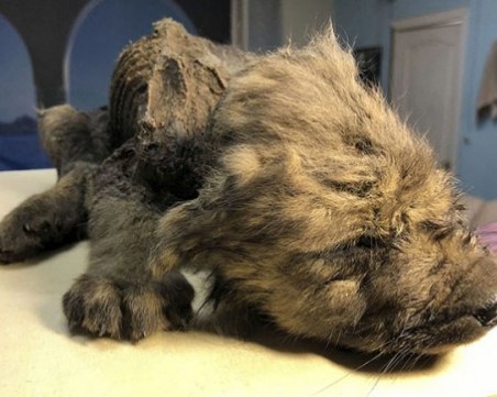 Находка на 18 000 години: Праисторическо кученце се появи в леда в Сибир