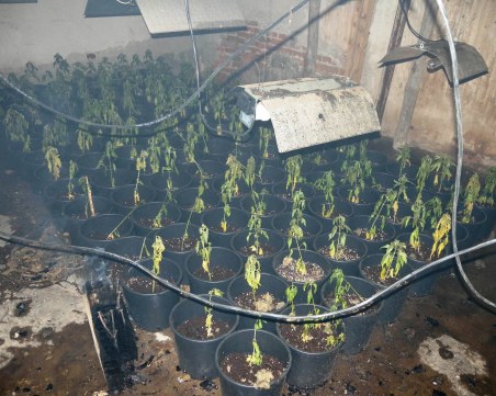 Наркооранжерия, маскирана като дърводелски цех, откриха в Панагюрище