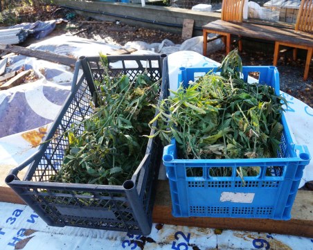 Пожар разкри наркооранжерия край Панагюрище! Арестуваха собственика