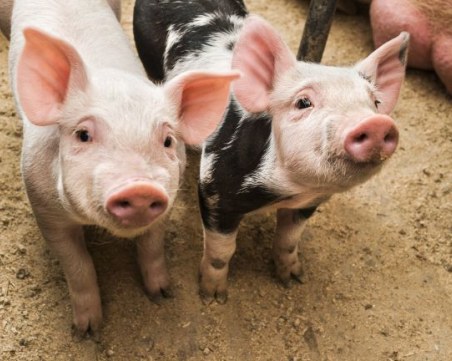 Семейството с голфа на пазар в българския Абу Даби