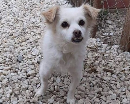 Откраднаха от Белащица куче, спасено след тормоз в Харманли