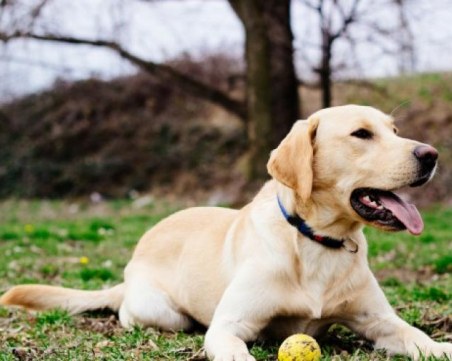 Простреляха домашен лабрадор в Смолян