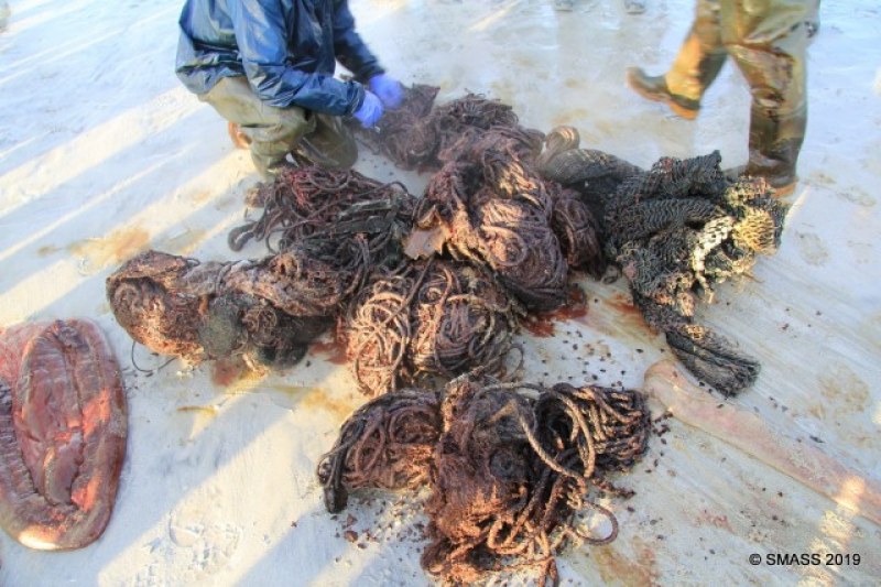 Откриха 100 кг боклук в стомаха на мъртъв кит