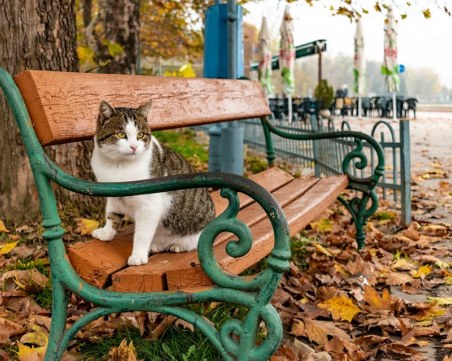Климатолог: Очаква ни топла зима, сняг на Коледа няма да има