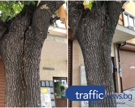 Дърво заплашва да падне върху домове и автомобили в Пловдив, местни подават сигнали от 4 години