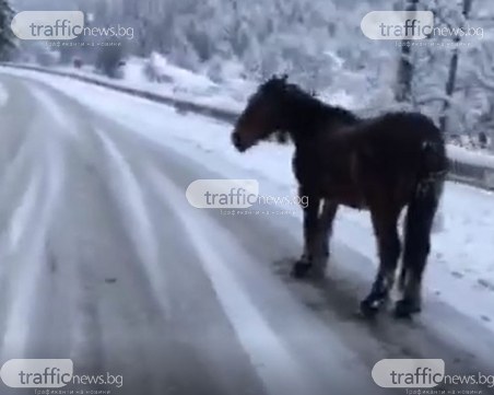 Кон заварди пътя за Пампорово, тежка зимна обстановка по трасето