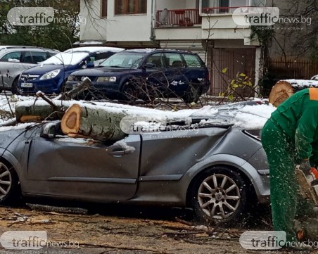На метри от училище: 40-годишна топола премаза кола в Пловдив