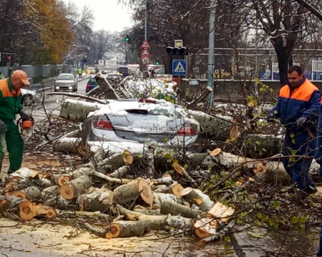 Пловдивчани за тополата, премазала автомобил: Звъняхме многократно в Общината - не обърнаха внимание!