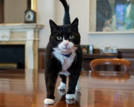 След 6-месечен болничен: Котарак в английско министерство се завърна на работа