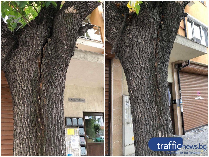 Дърво заплашва да падне върху домове и автомобили в Пловдив, местни подават сигнали от 4 години