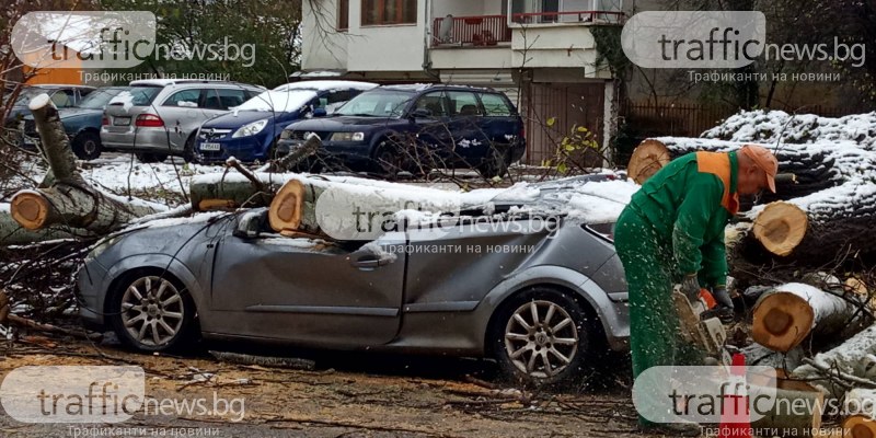 На метри от училище: 40-годишна топола премаза кола в Пловдив