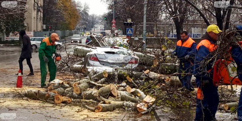 Пловдивчани за тополата, премазала автомобил: Звъняхме многократно в Общината - не обърнаха внимание!