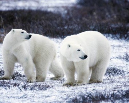 56 бели мечки в опасна близост до руско село
