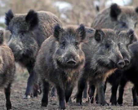 Два нови случая на африканска чума в Благоевградско