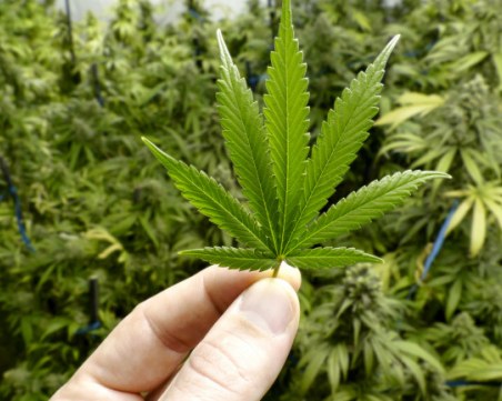 Спецакция в Благоевградско! Спипаха 15 души за разпространение на дрога