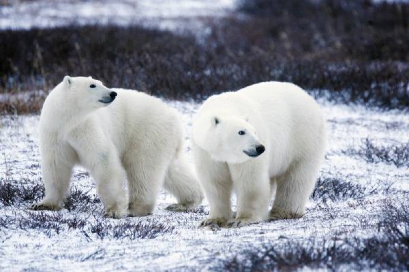 56 бели мечки в опасна близост до руско село