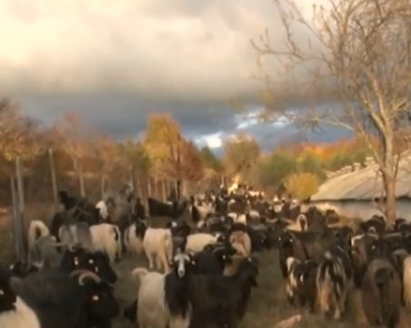 Да напуснеш Пловдив, за да гледаш 230 кози в ранчо