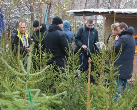 Солени глоби за незаконно отсечени коледни елхи