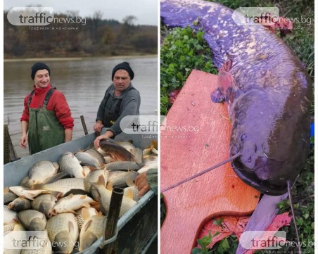 Сом колкото малка акула уловиха в Пловдивско