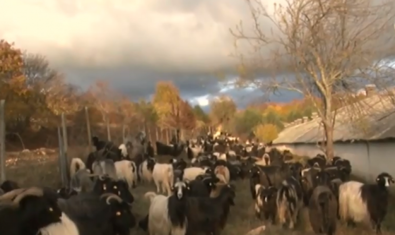 Да напуснеш Пловдив, за да гледаш 230 кози в ранчо