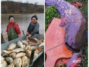 Сом колкото малка акула уловиха в Пловдивско