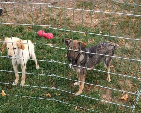 Четириноги дефилират по Главната в Пловдив, търсят своите любящи стопани