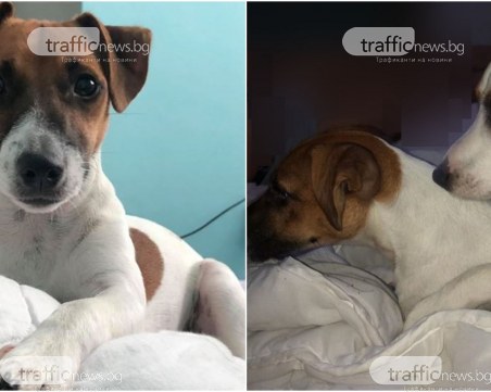 Джак Ръсел на 8 месеца изчезна в Пловдив, носи синя каишка