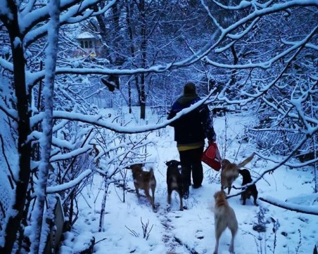 Жена се грижи сама за 30 кучета, синът й остава без работа, нуждаят се от коледно чудо