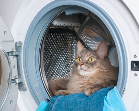 Коте попадна в работеща пералня, вижте колко време прекара вътре