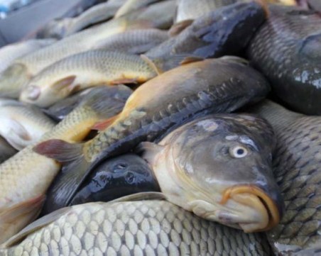 Унищожават 217 кг риба без документи, установена при проверките за Никулден