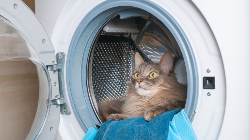 Коте попадна в работеща пералня, вижте колко време прекара вътре