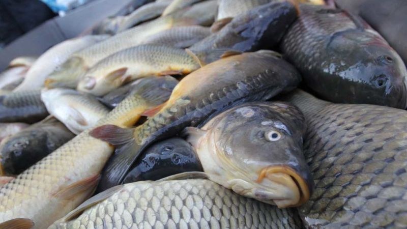 Унищожават 217 кг риба без документи, установена при проверките за Никулден