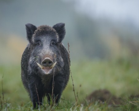 Първи случай на африканска чума в Старозагорско