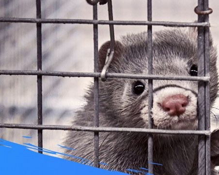 Учени от БАН и СУ: Отглеждането на норки у нас е незаконно