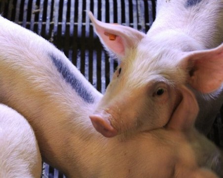 Препоръчително! Шест села трябва да унищожат прасетата си