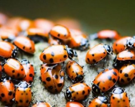 Властите в бразилски град раздават... калинки