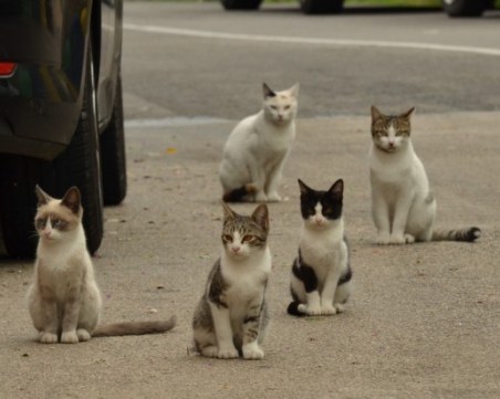 Над 100 котки са били убити в Бургас само за месец