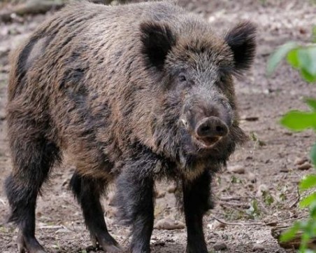 Два нови случая на чума по свинете в Ловеч